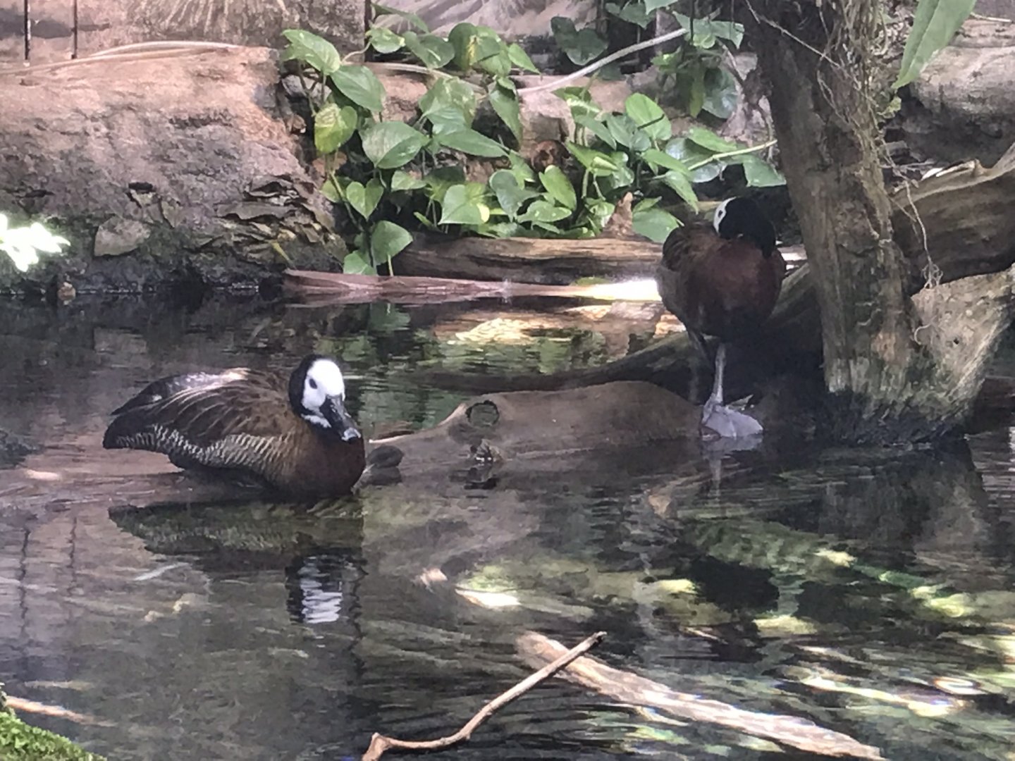 Shedd Aquarium: White-Faced Whistling Ducks