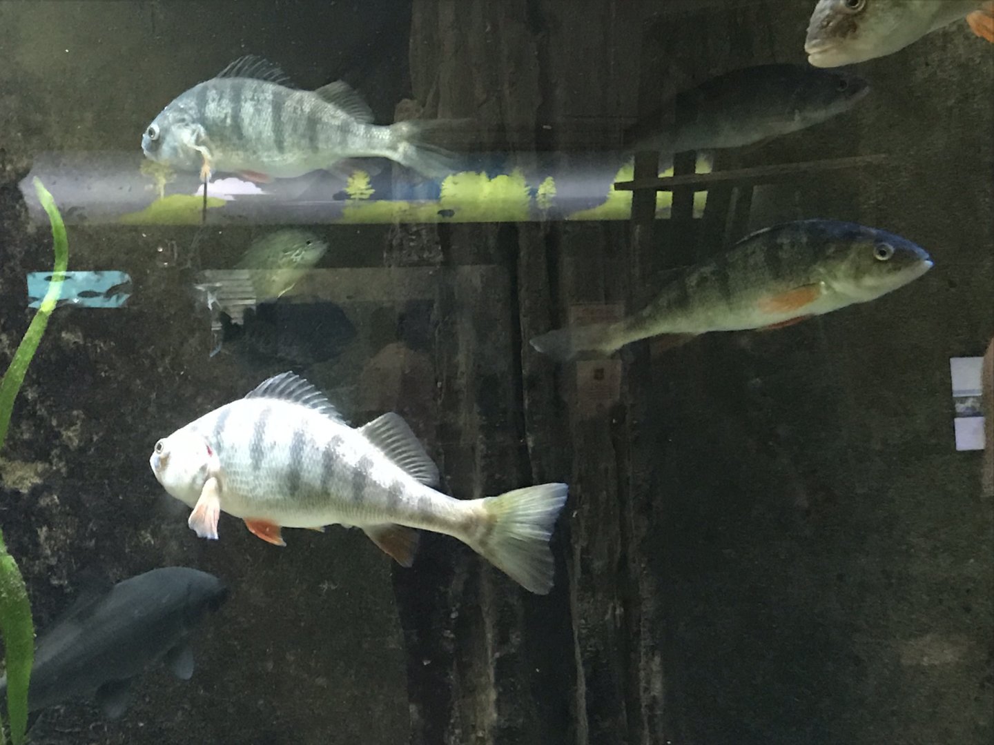 Shedd Aquarium: Yellow Perch