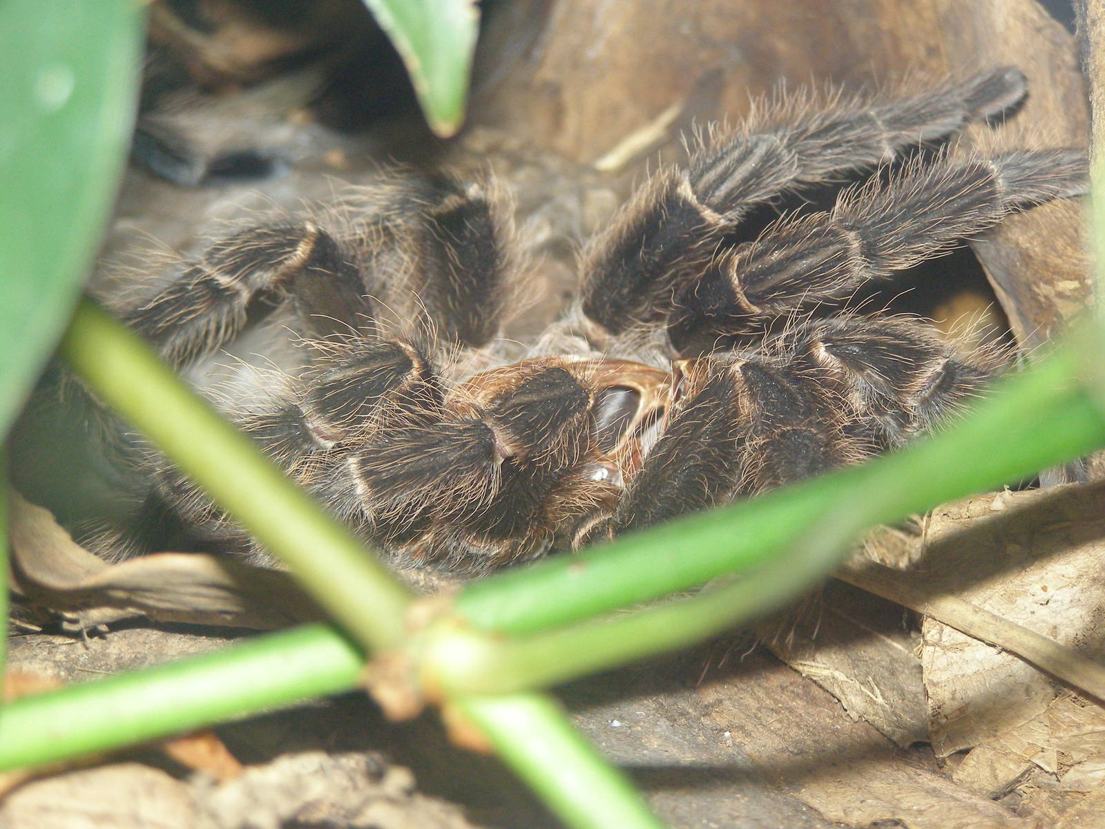 Shedded exoskeleton of Delilah the Brazilian Salmon Pink Bird Eating Spider