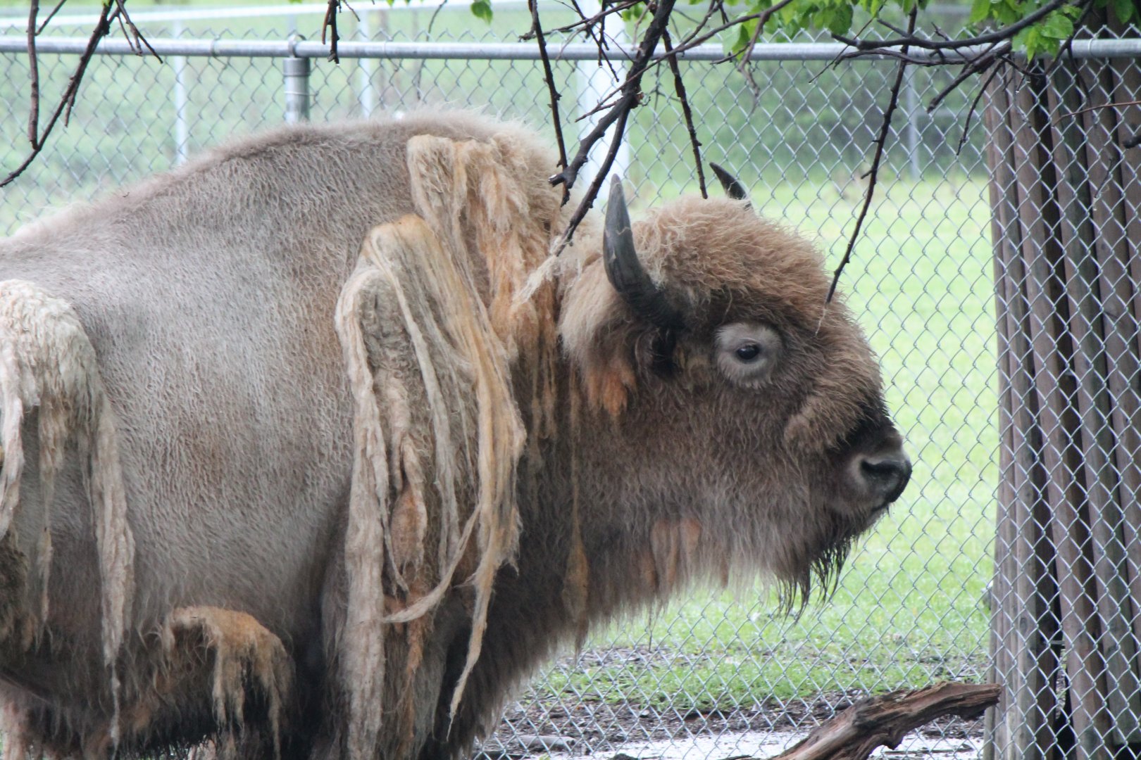 Shedding bison
