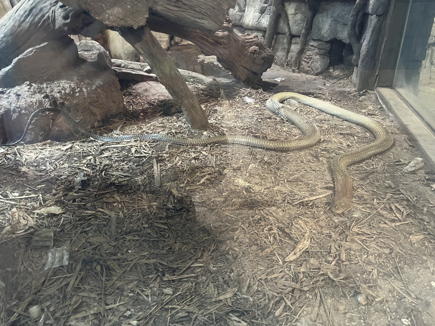 Shedding King Cobra