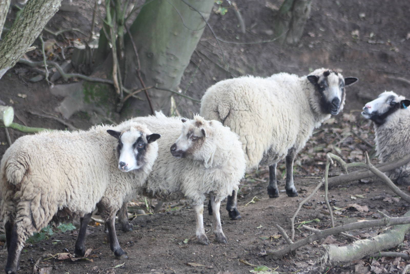 Sheep, 29th October 2014