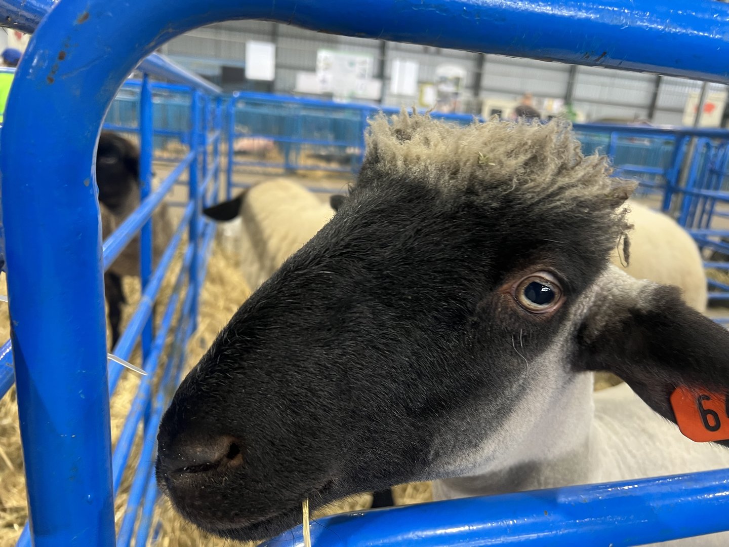 Sheep - Alaska State Fair