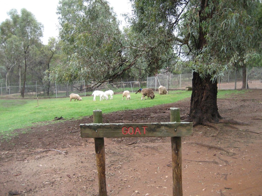 Sheep and Goat enclosure