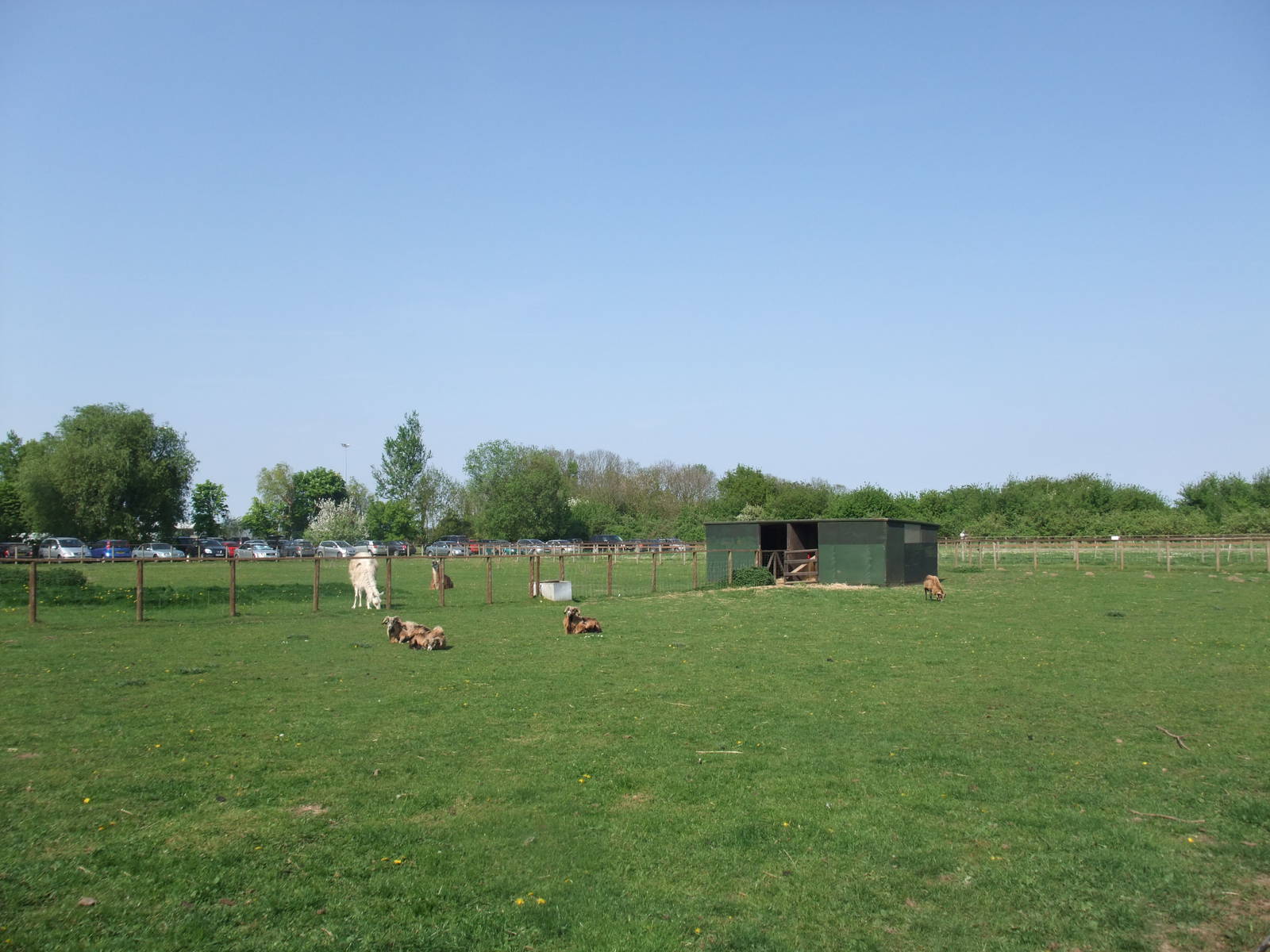 Sheep and Llama Paddocks at Long Sutton 25/04/11