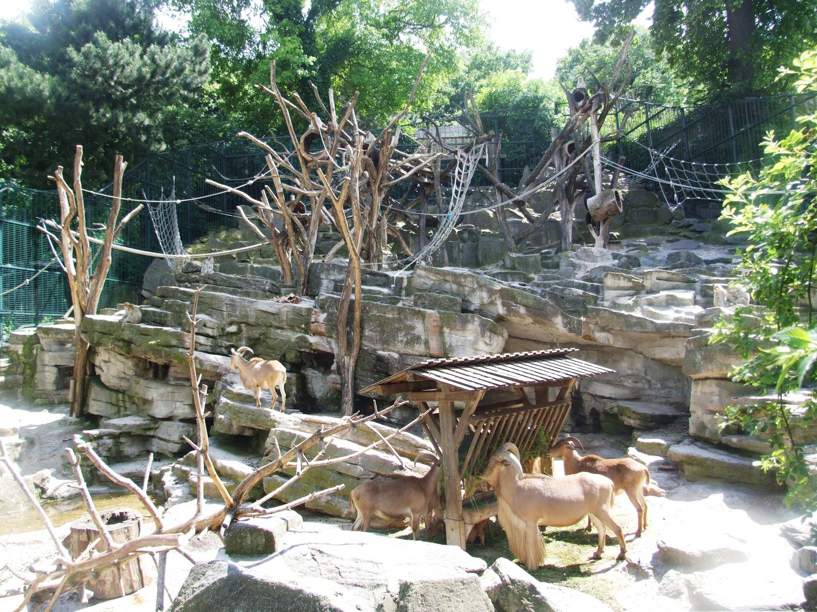 Sheep and Macaque Exhibit at Vienna, 14/06/13