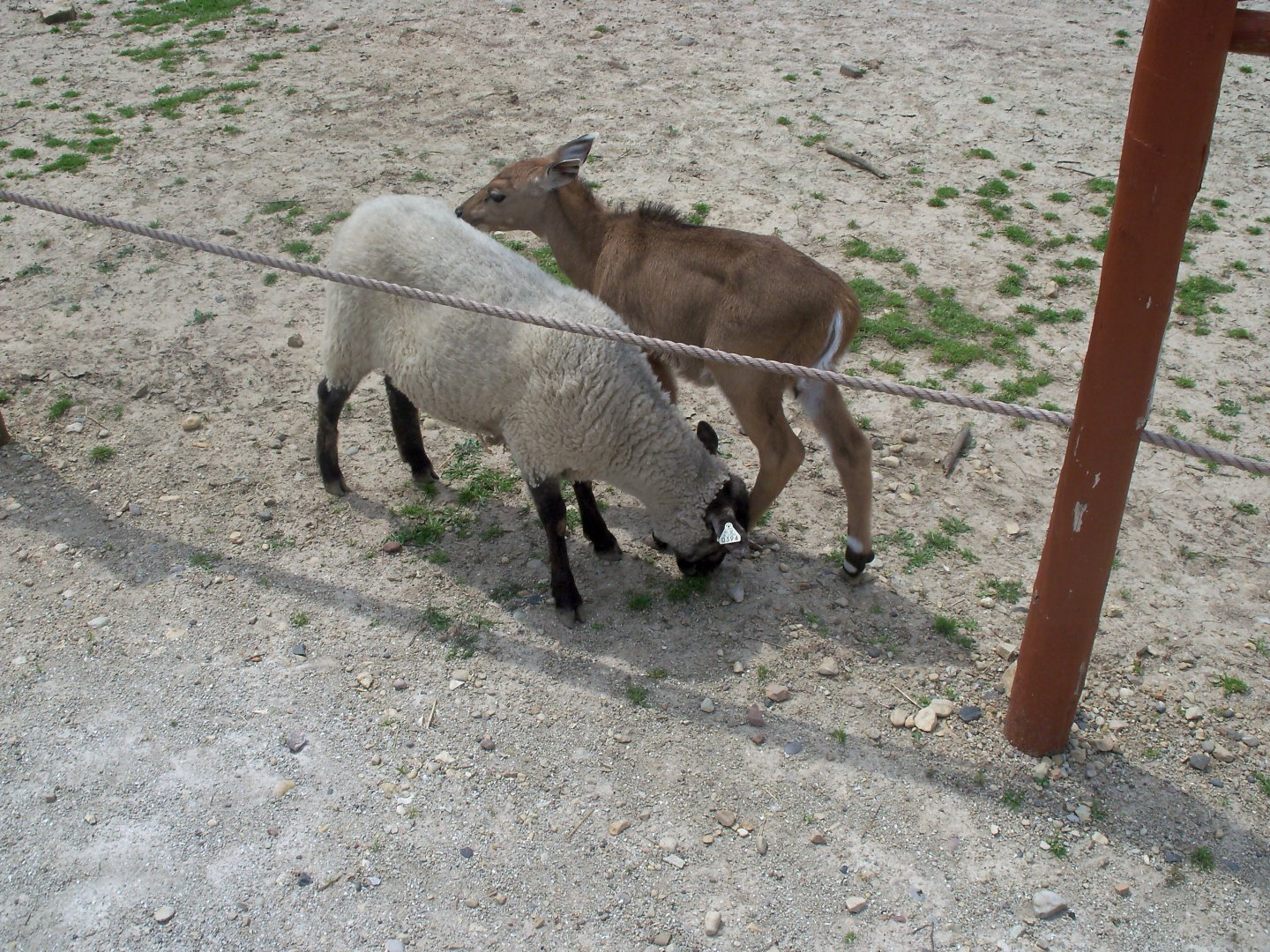 Sheep and Nilgai
