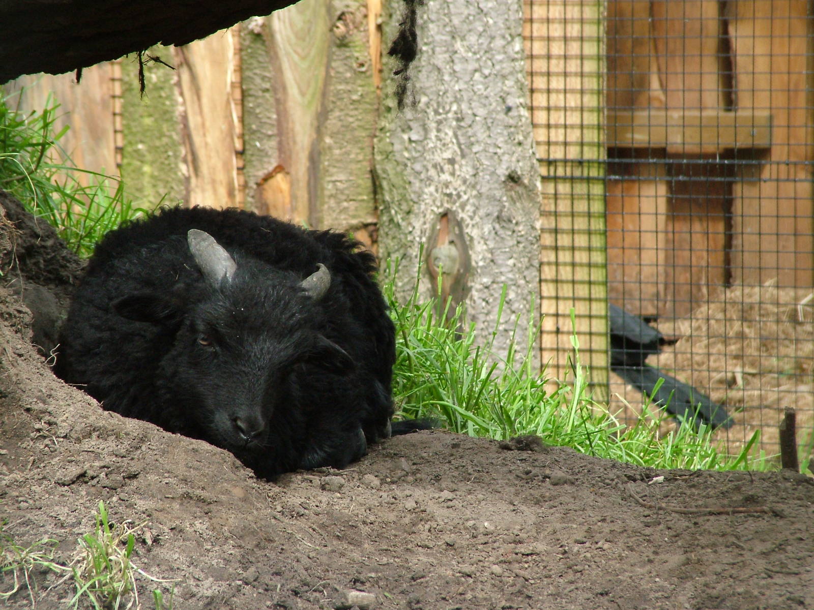 Sheep at NOP, Veldhoven 16/05/09