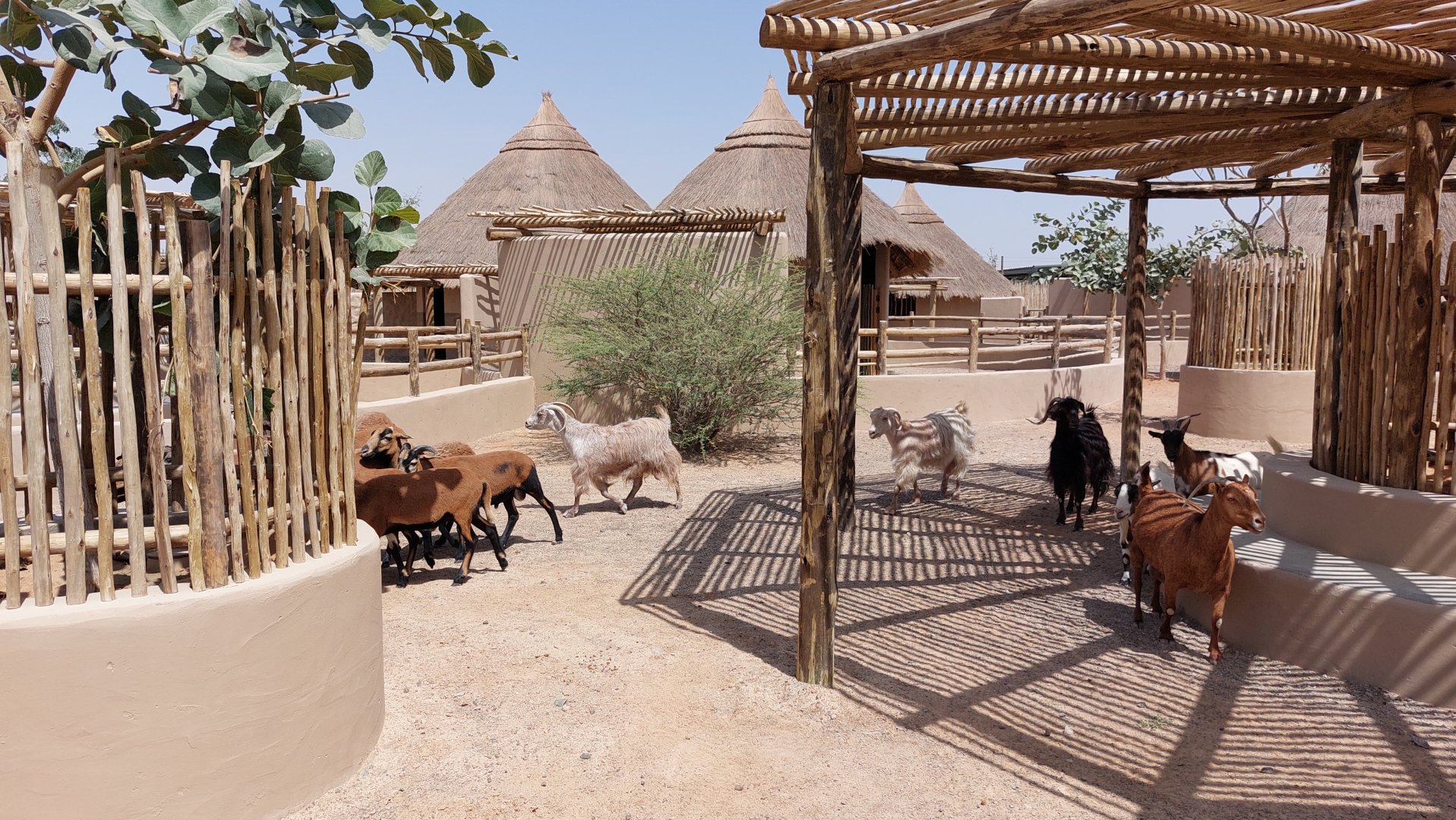 Sheep at petting zoo