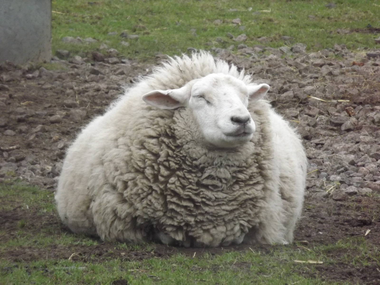 Sheep at Yorkshire Wildlife Park 18/02/12