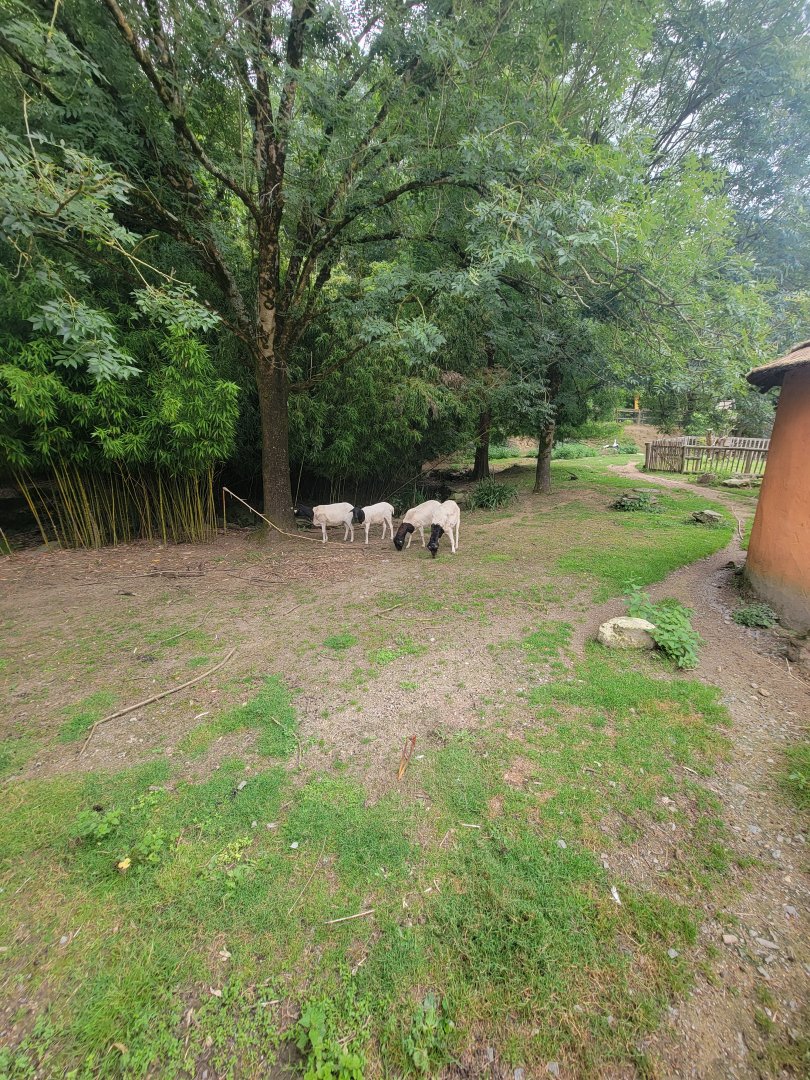 Sheep, Black Stork and White Stork exhibit