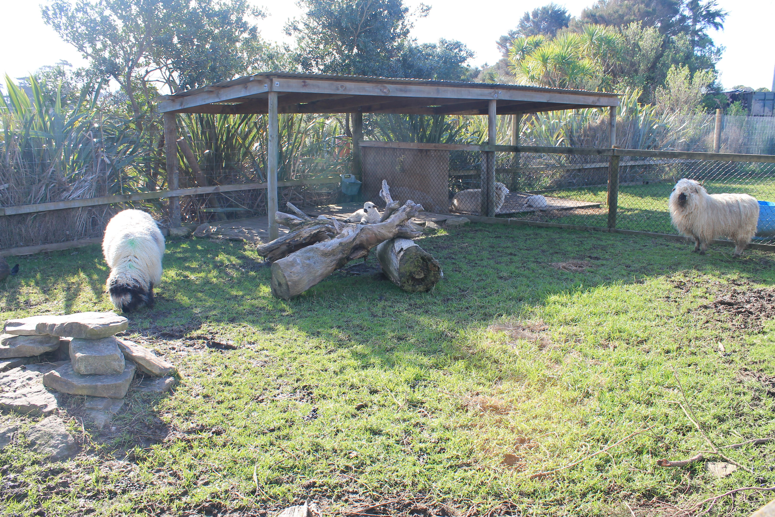 Sheep - Buttermilk Farm