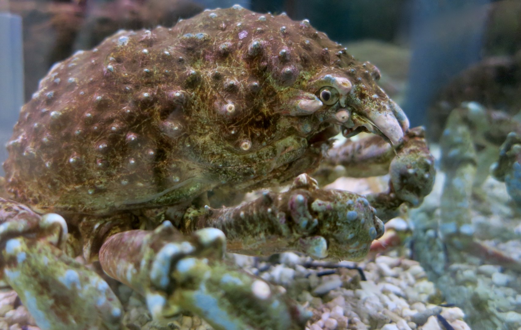 Sheep Crab (Loxorhynchus grandis)