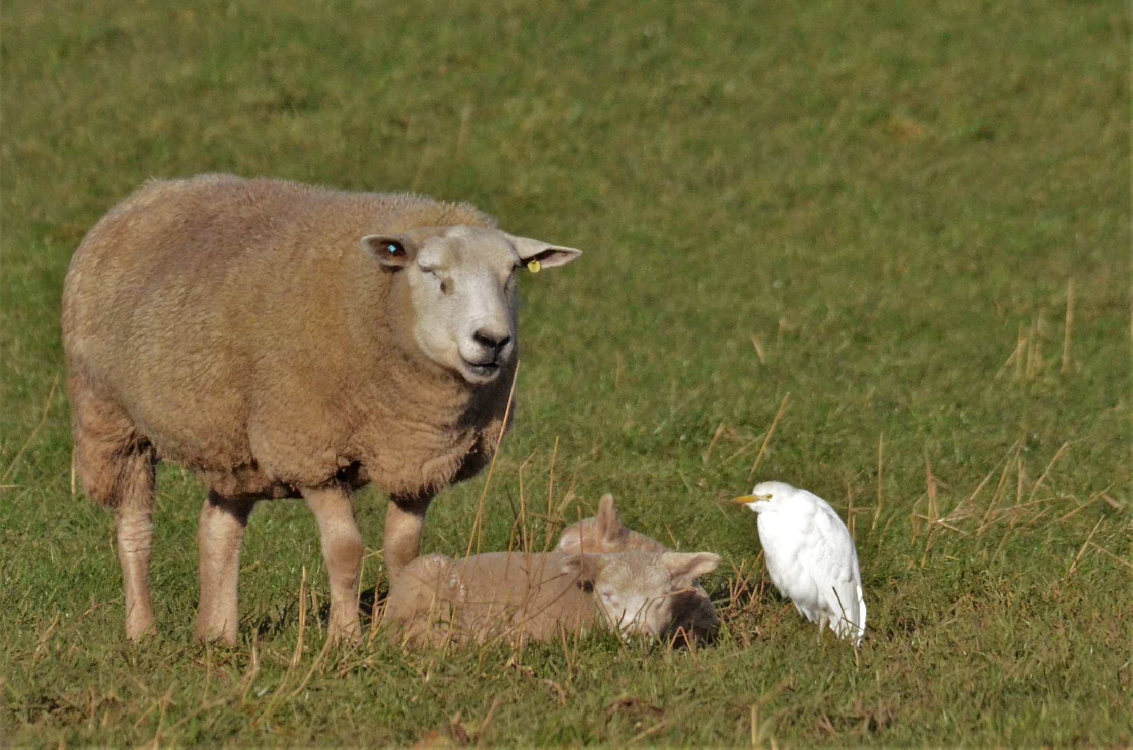 Sheep Egret at Newton Solney, 11/02/18