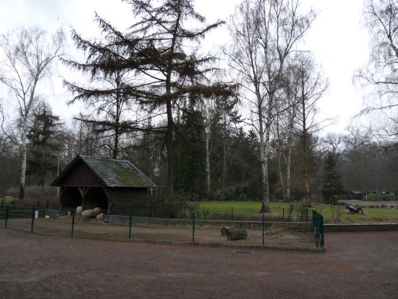 Sheep enclosure in childrens zoo