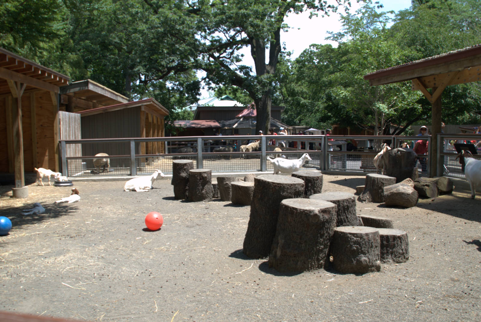 Sheep enclosure