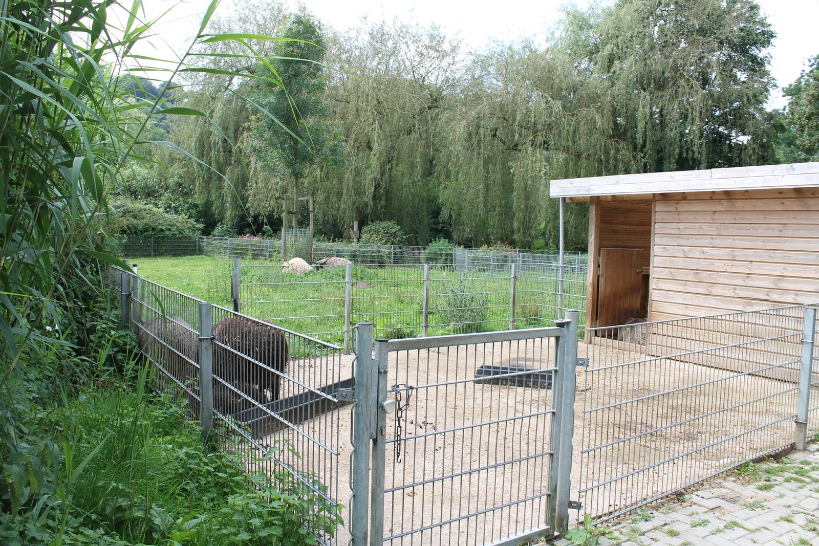 Sheep enclosure