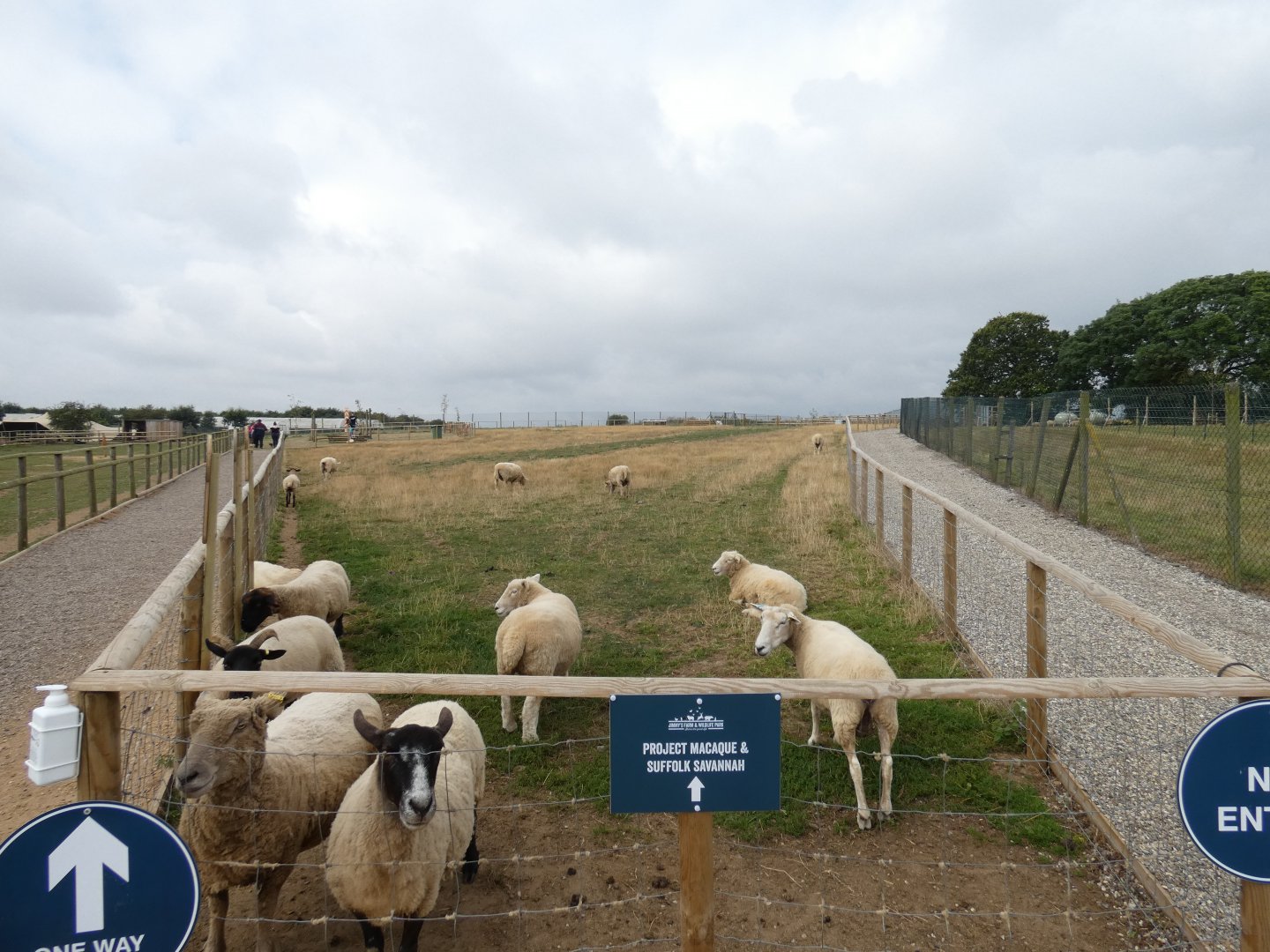 Sheep enclosure