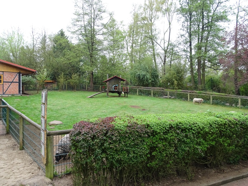 Sheep enclosure