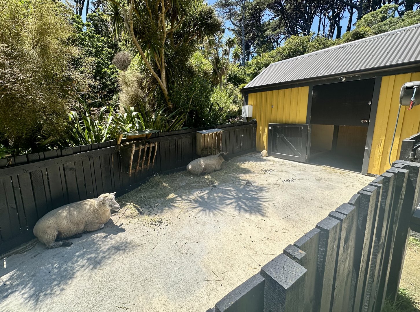 Sheep Exhibit
