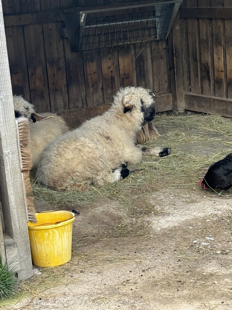 Sheep, Goats & Chickens hanging out together