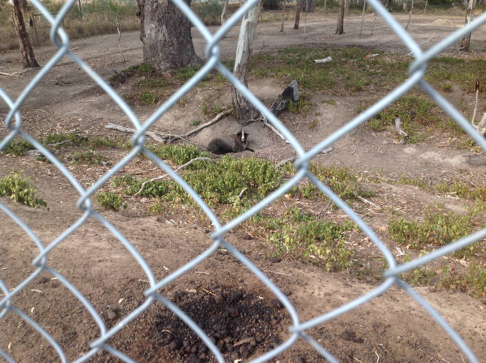 Sheep in large enclosure