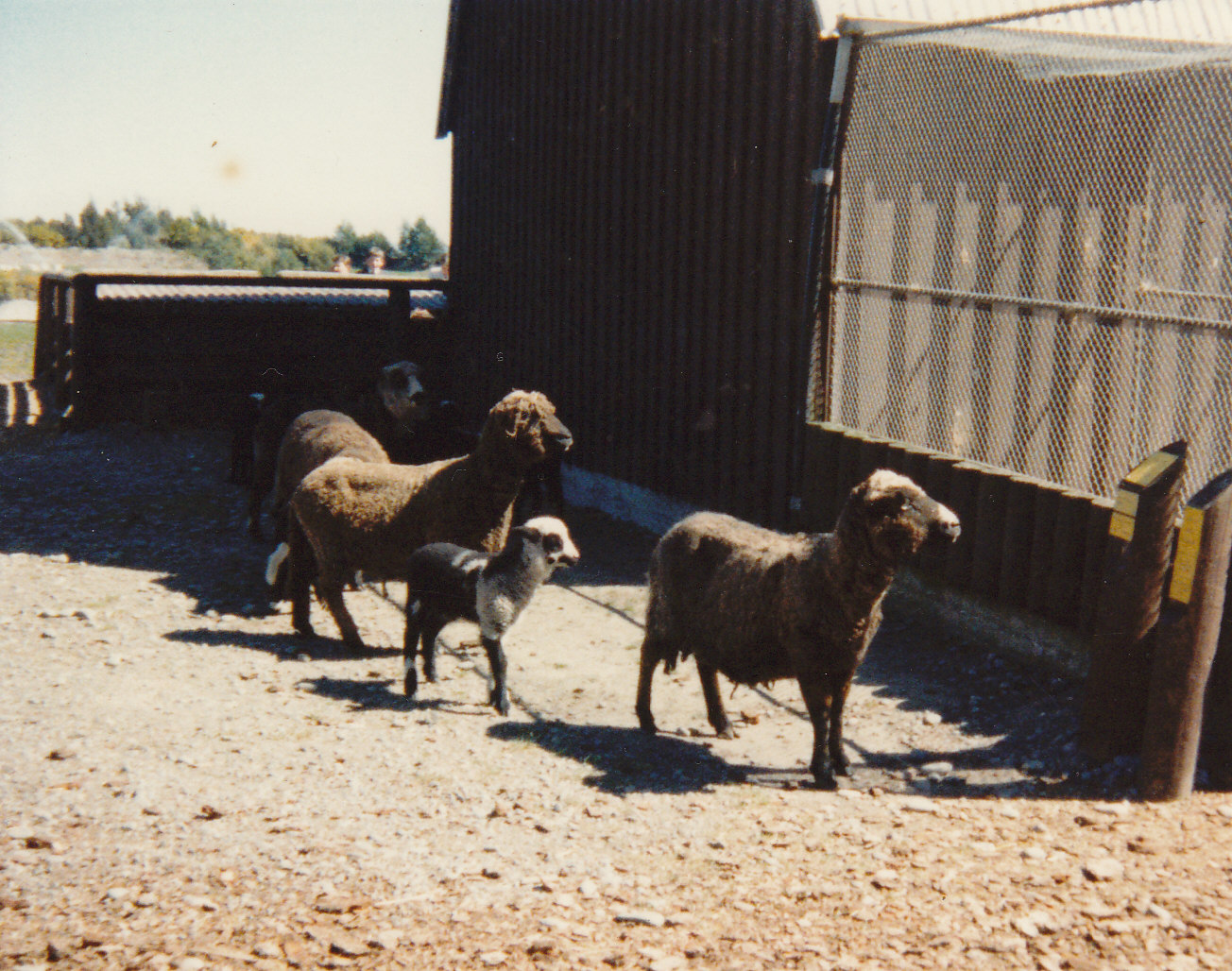sheep in the farmyard