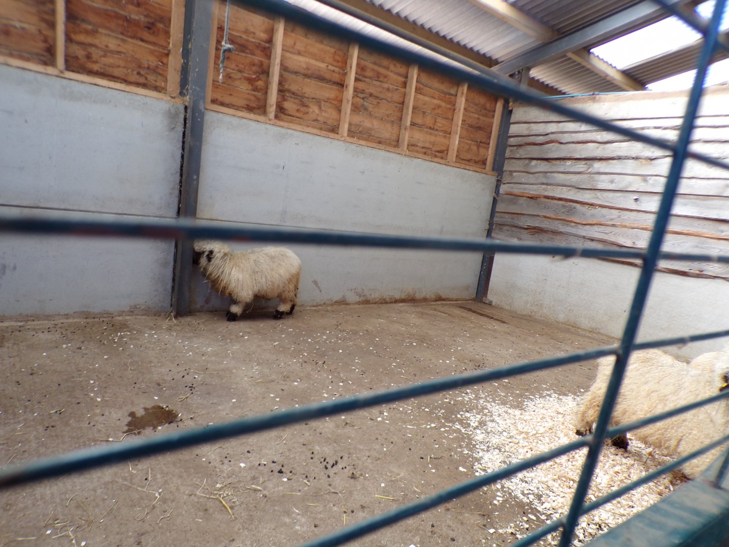 Sheep indoors in farm area 14.10.23