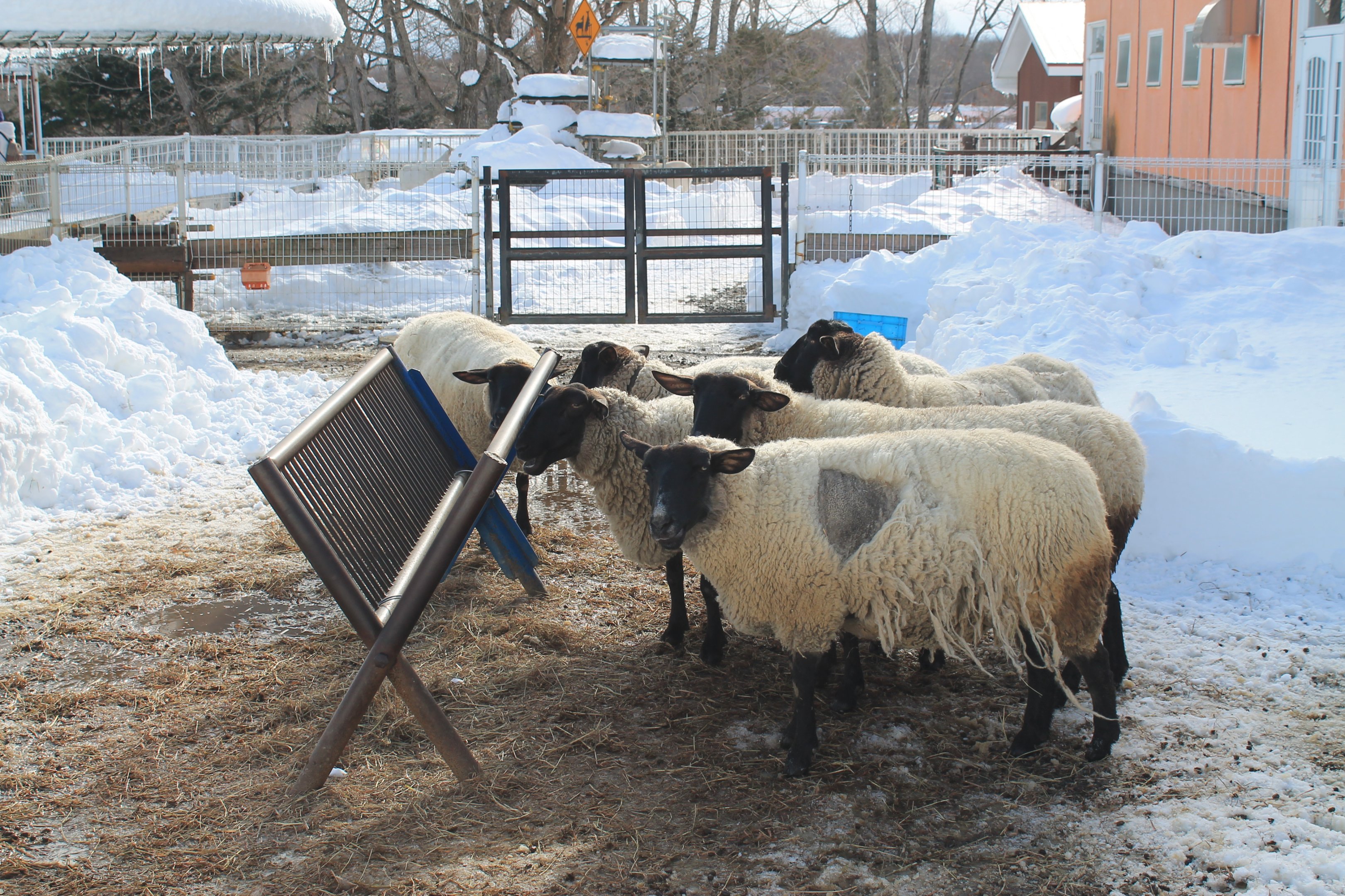 Sheep, Kushiro Zoo