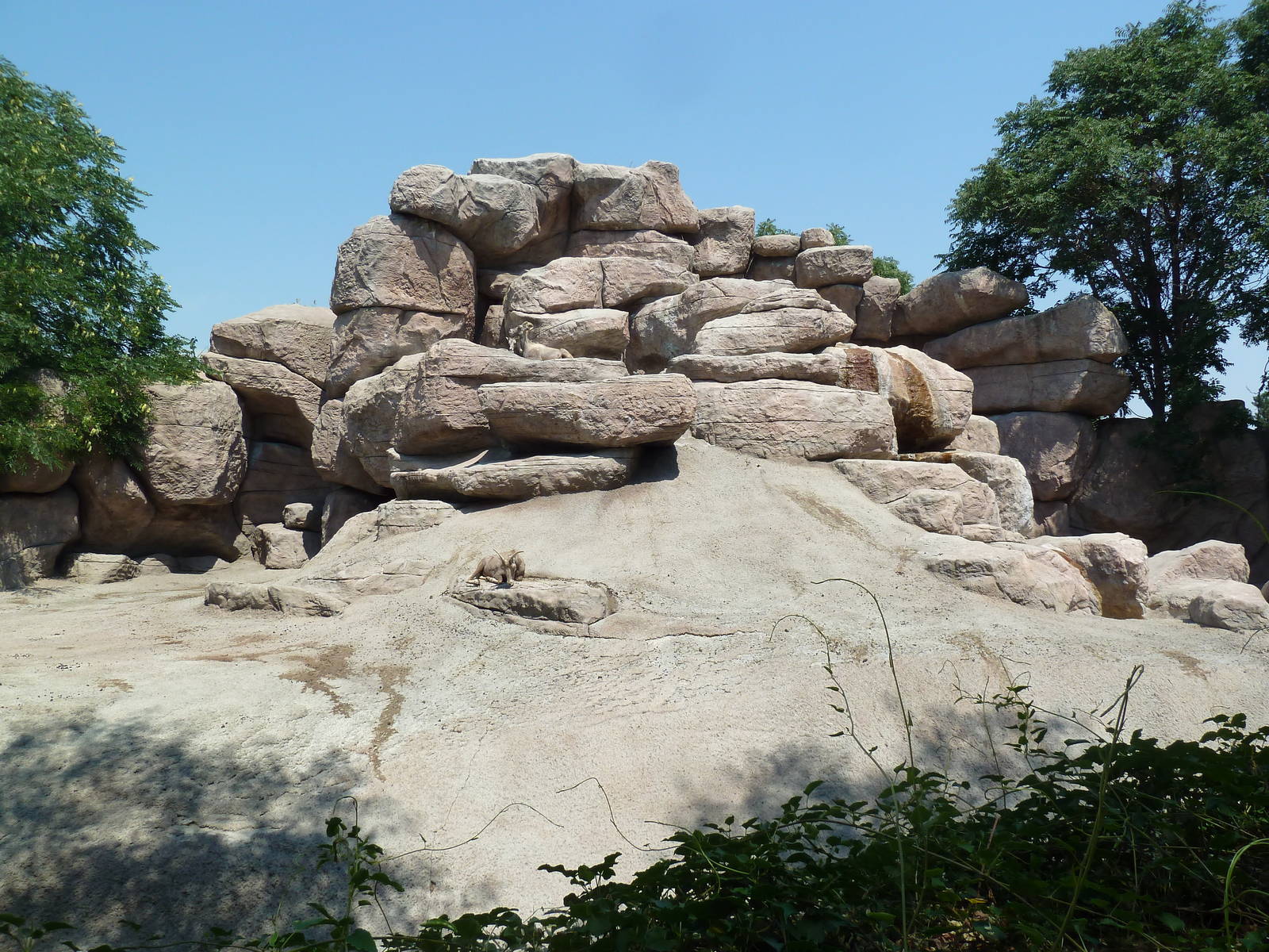 Sheep Mountain - Bighorn Sheep Exhibit