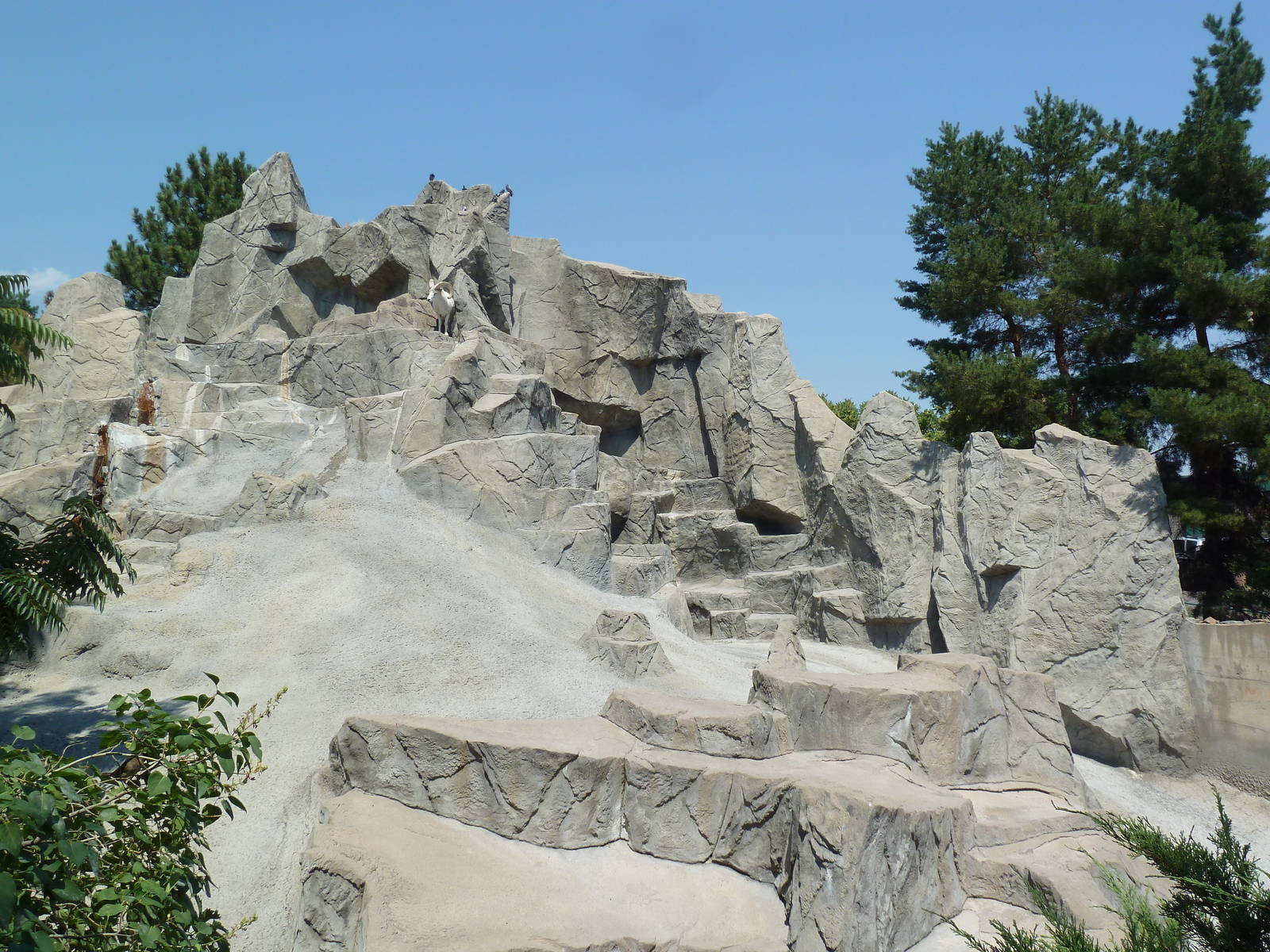 Sheep Mountain - Dall Sheep Exhibit