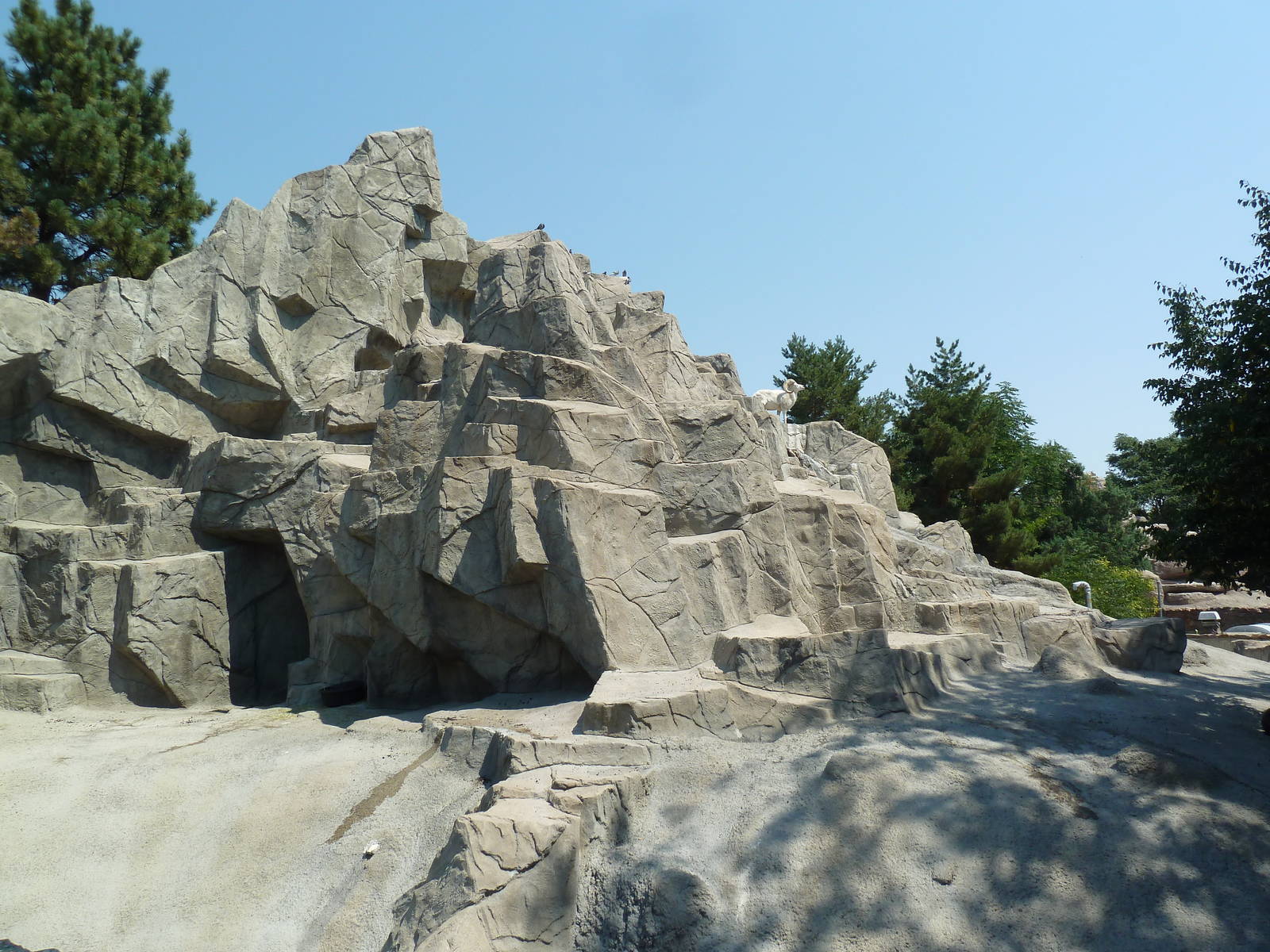 Sheep Mountain - Dall Sheep Exhibit