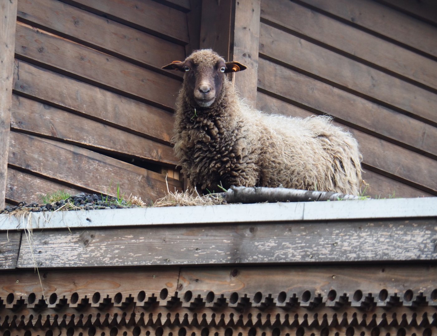 Sheep (Ovis aries) on the roof of the train hangar, 2019-10-04