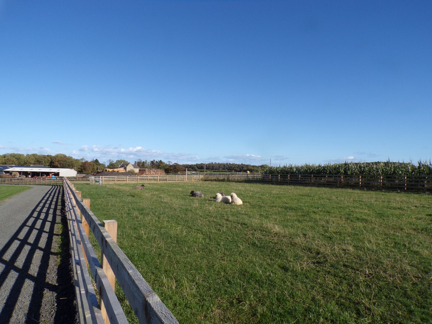 Sheep paddock in farm area 14.10.23