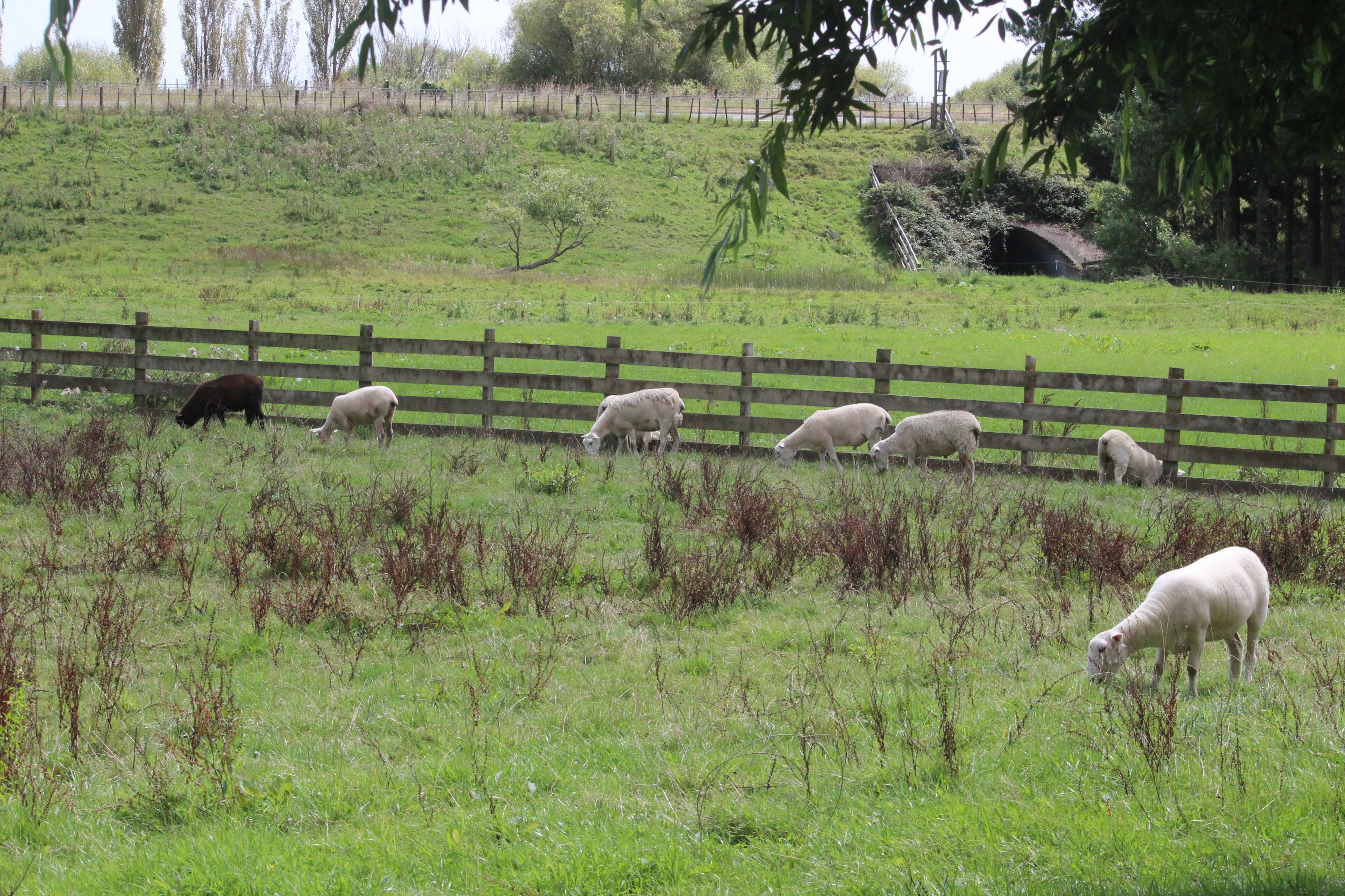 Sheep paddock, Murrayfield Cafe
