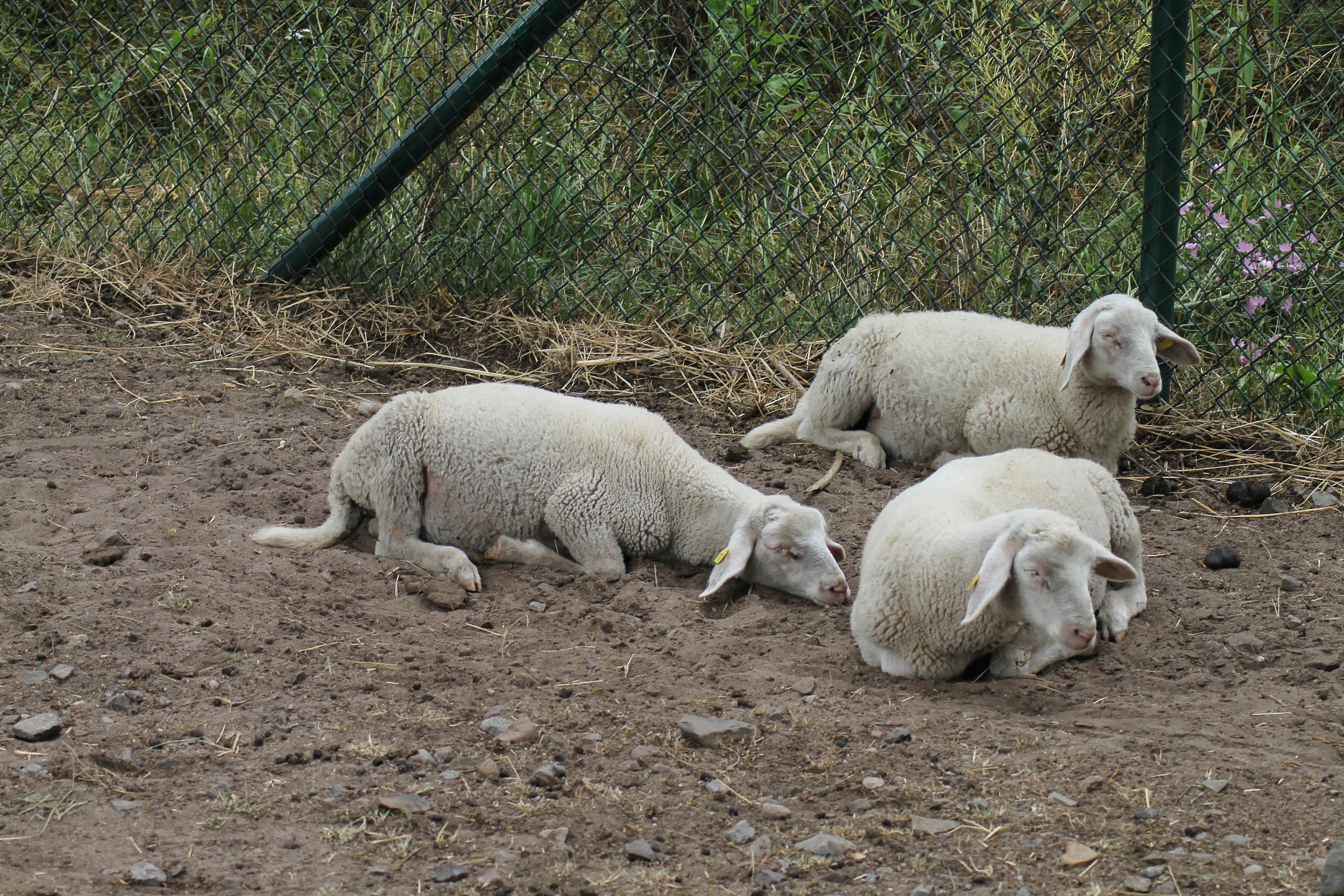 Sheep | Petting Zoo