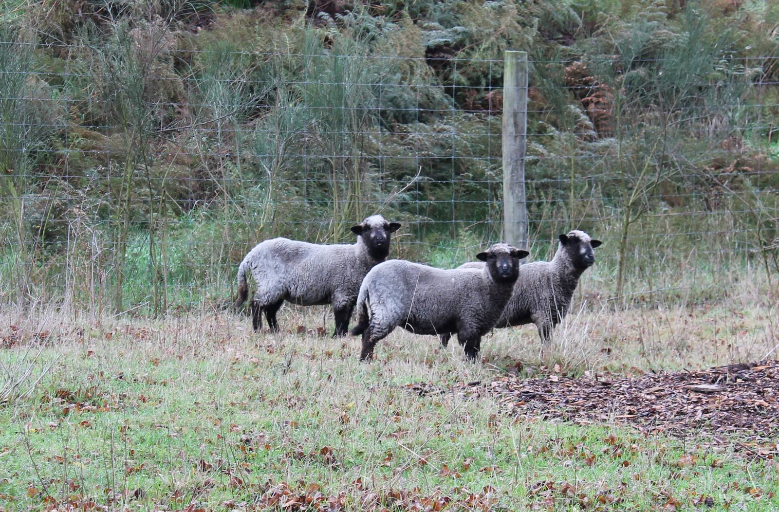 sheep, Seafield Wildlife Park