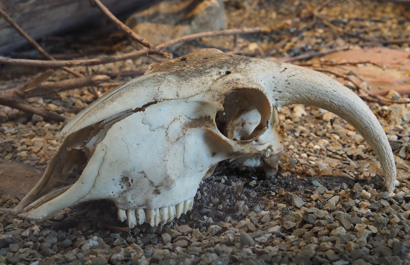 Sheep skull in the Children's python terrarium, 2020-05-23