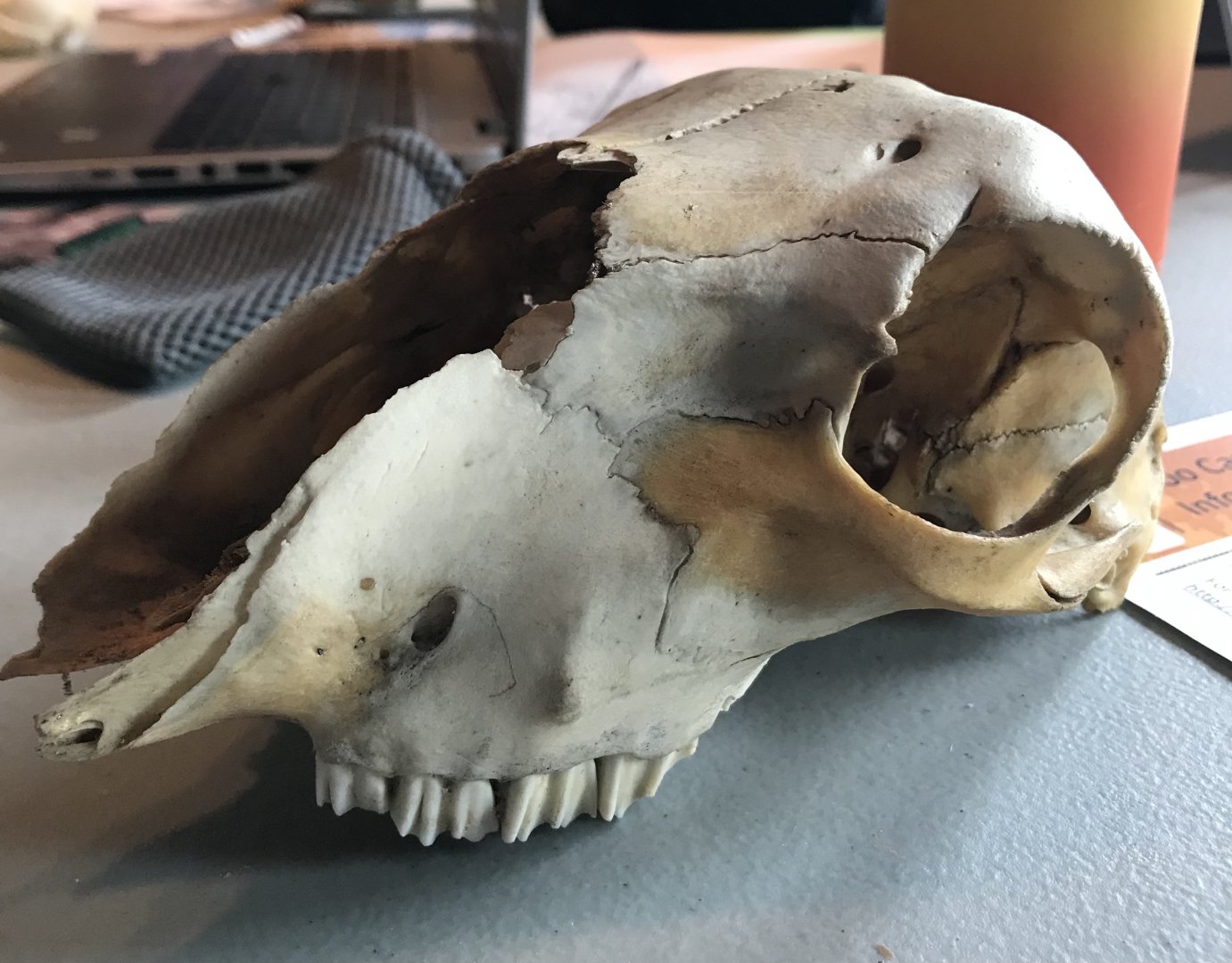 Sheep skull