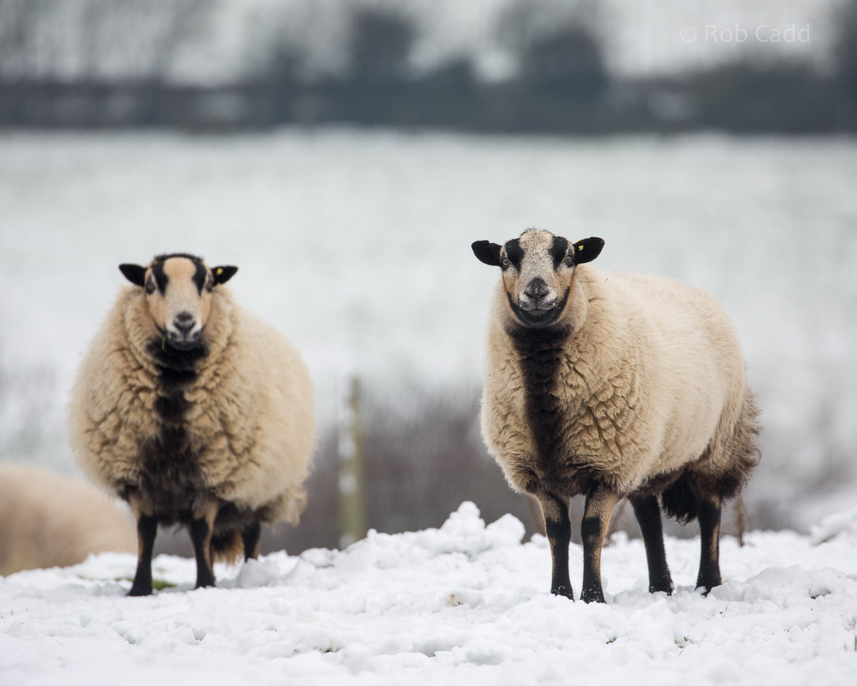 Sheep : Whipsnade : 17 Jan 2015
