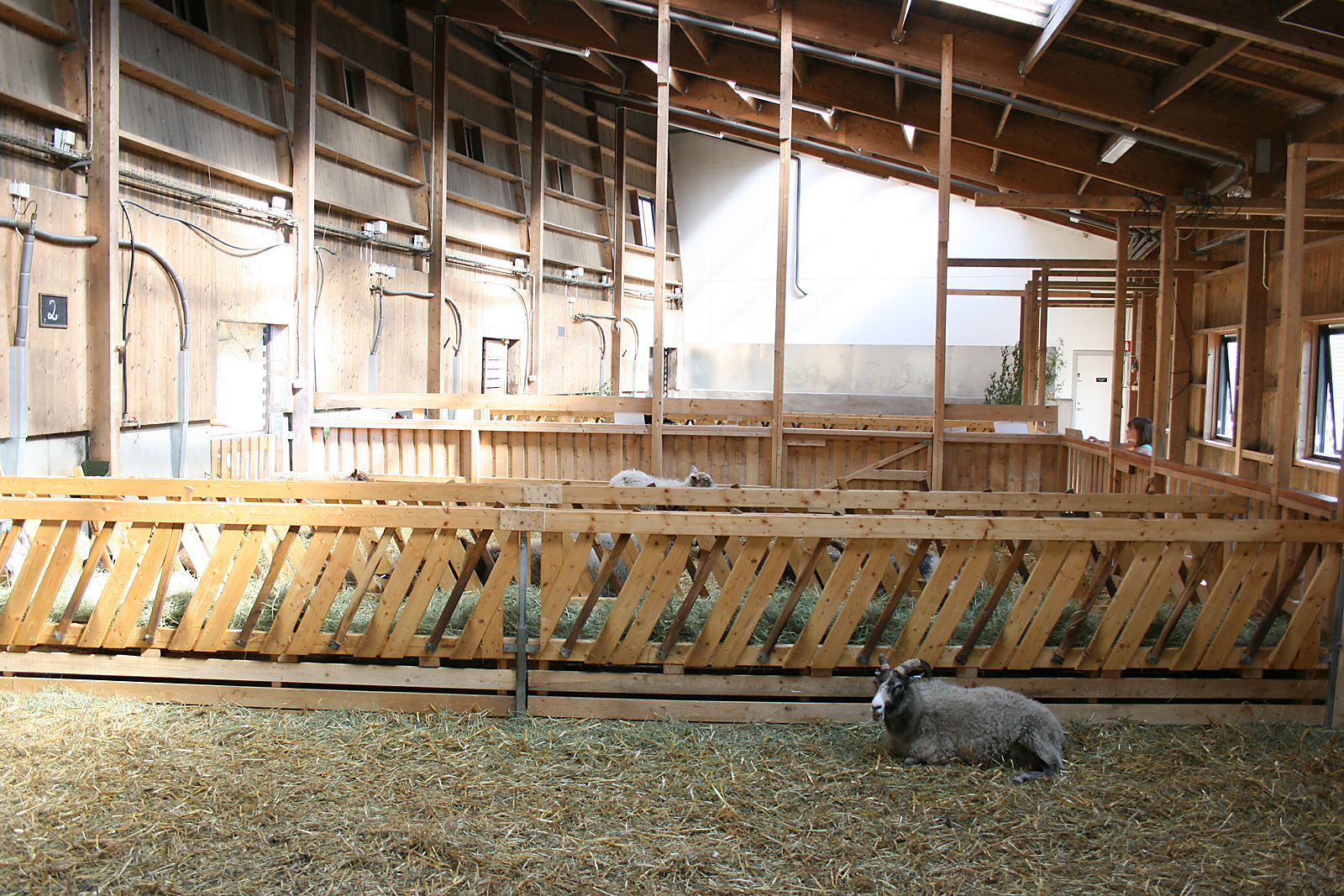 Sheeps at Nordens Ark