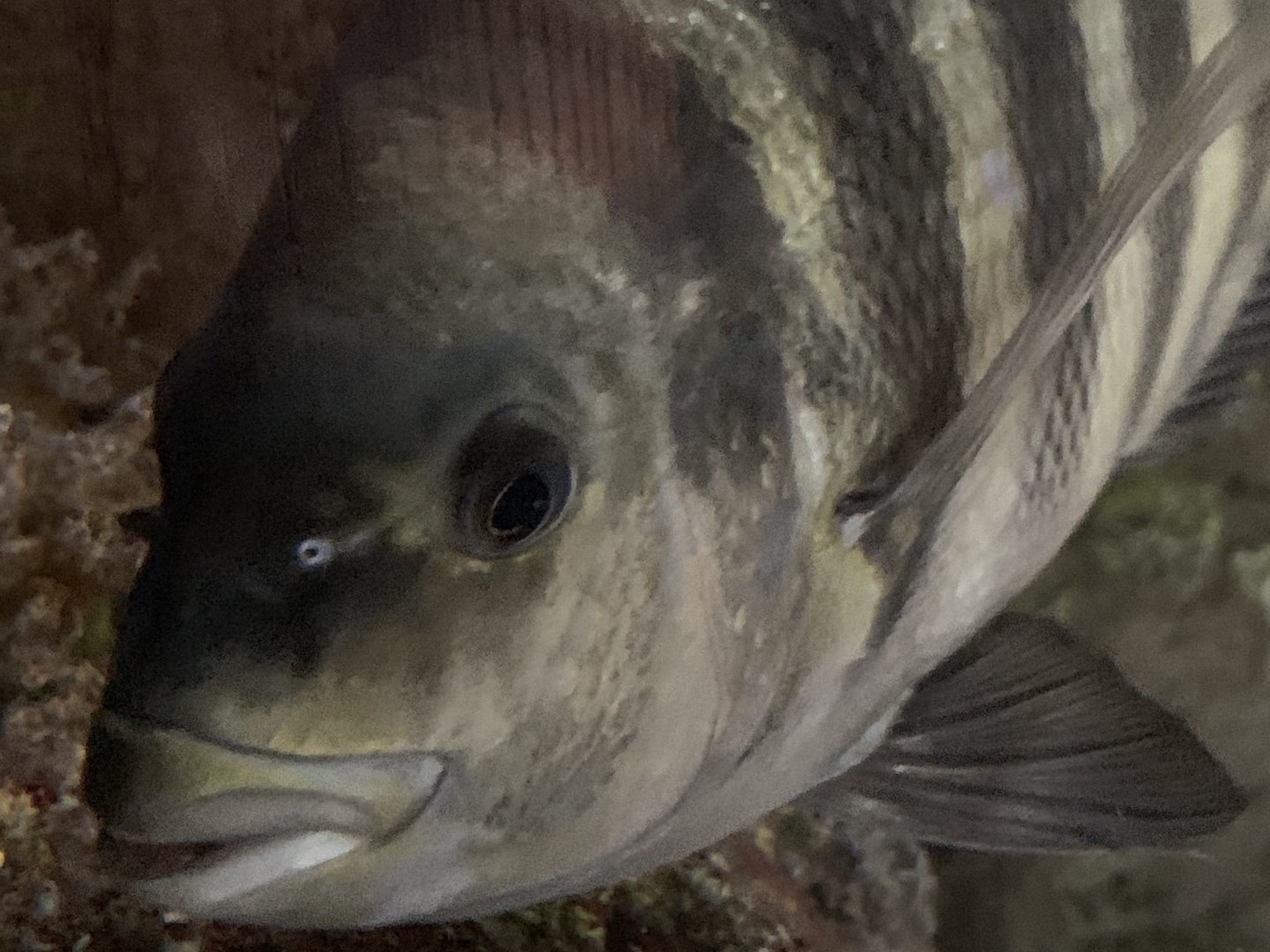 Sheepshead (Archosargus probatocephalus)
