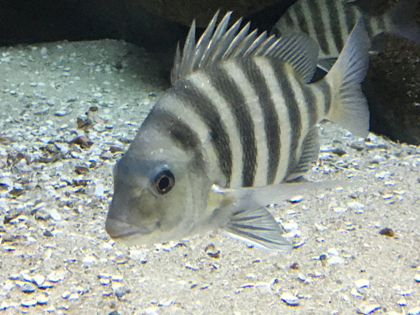 Sheepshead (Archosargus probatocephalus)