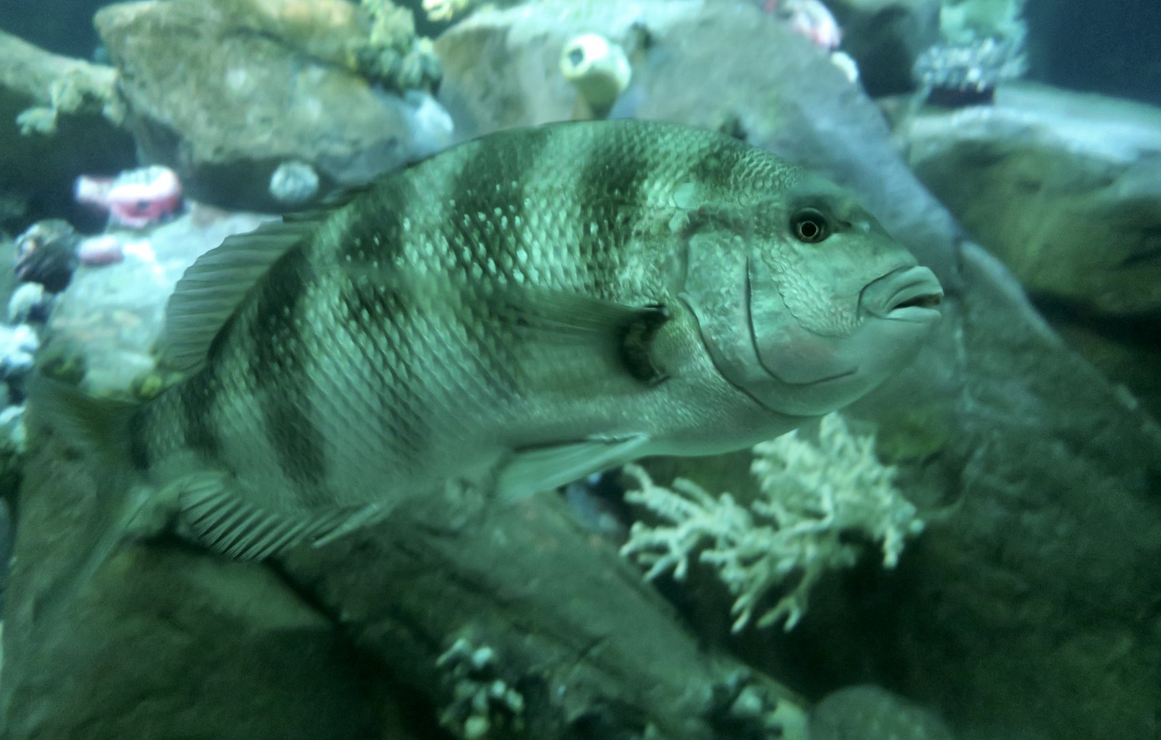 Sheepshead (Archosargus probatocephalus)