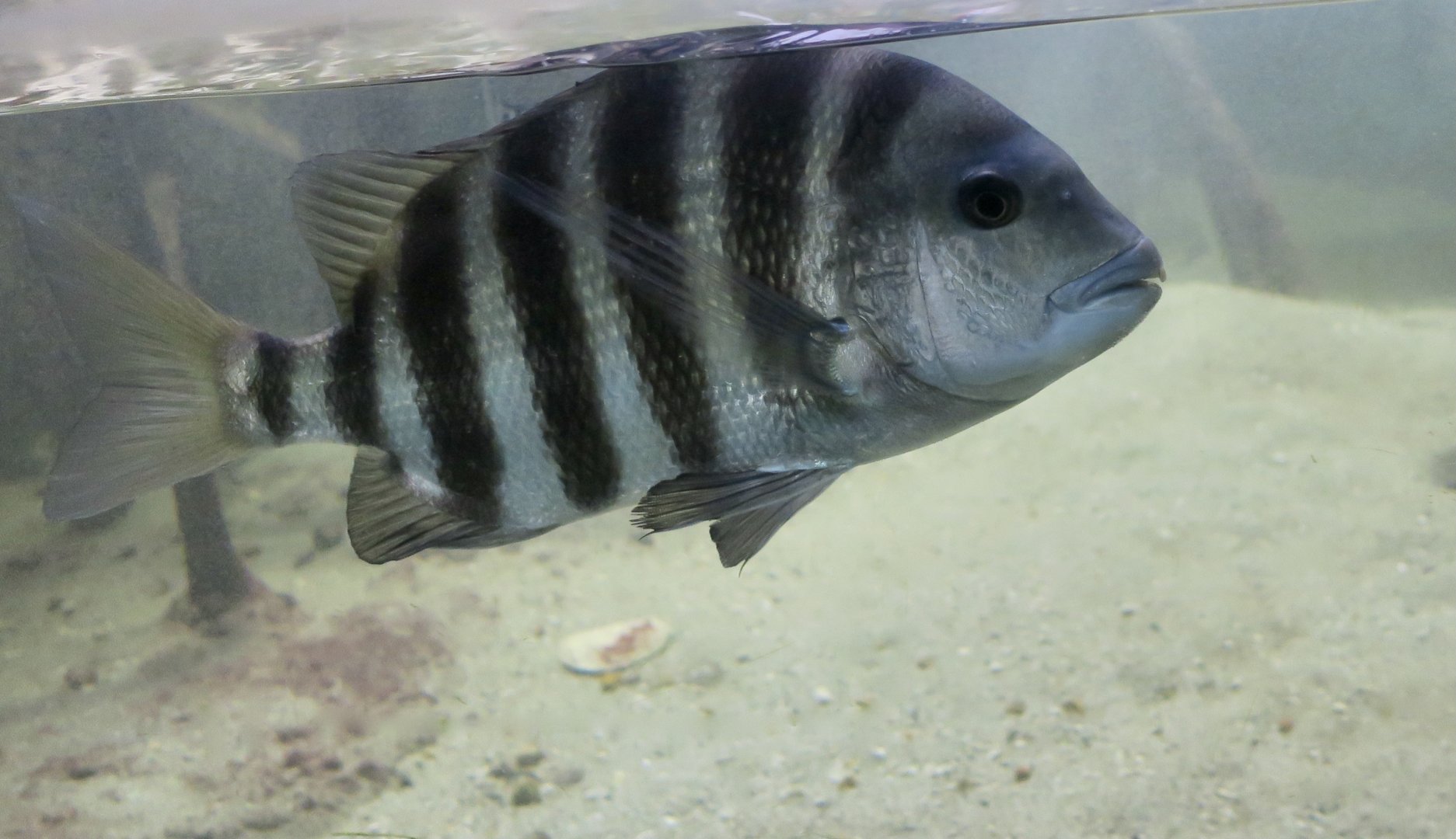 Sheepshead (Archosargus probatocephalus)