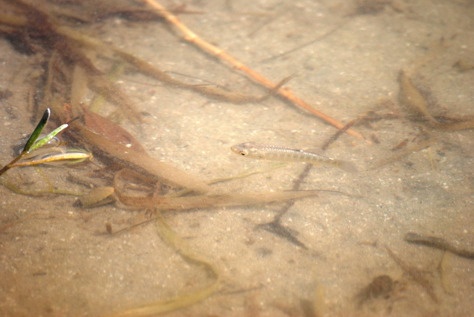 Sheepshead Minnow, Cayo Costa, October 2013
