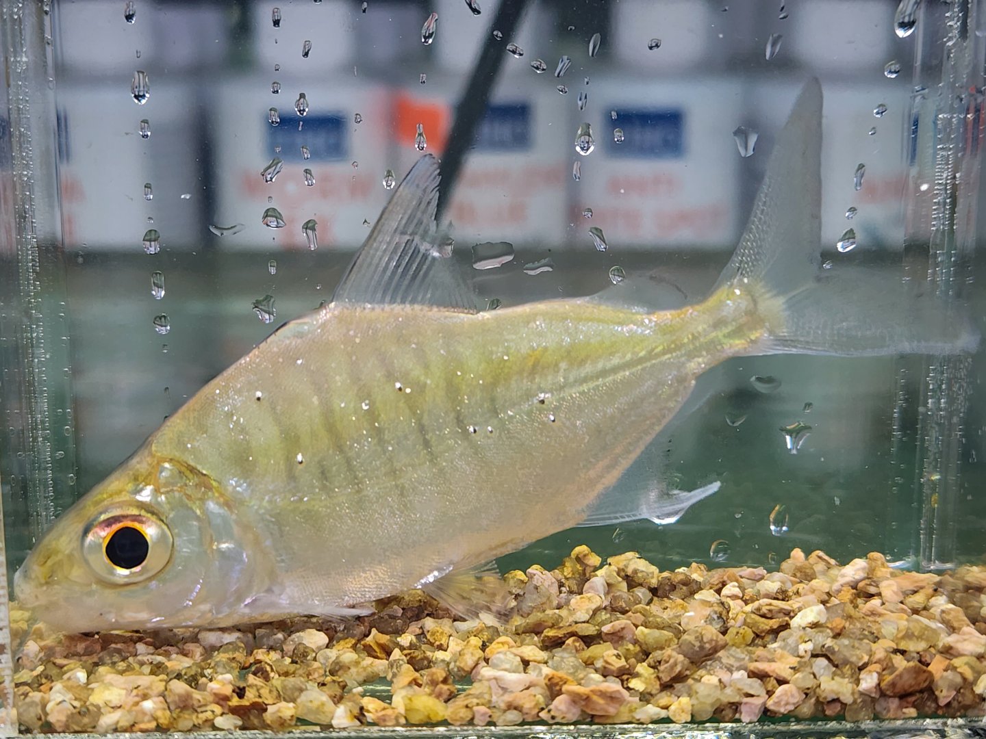 Sheepshead Pacu (Acnodon normani)