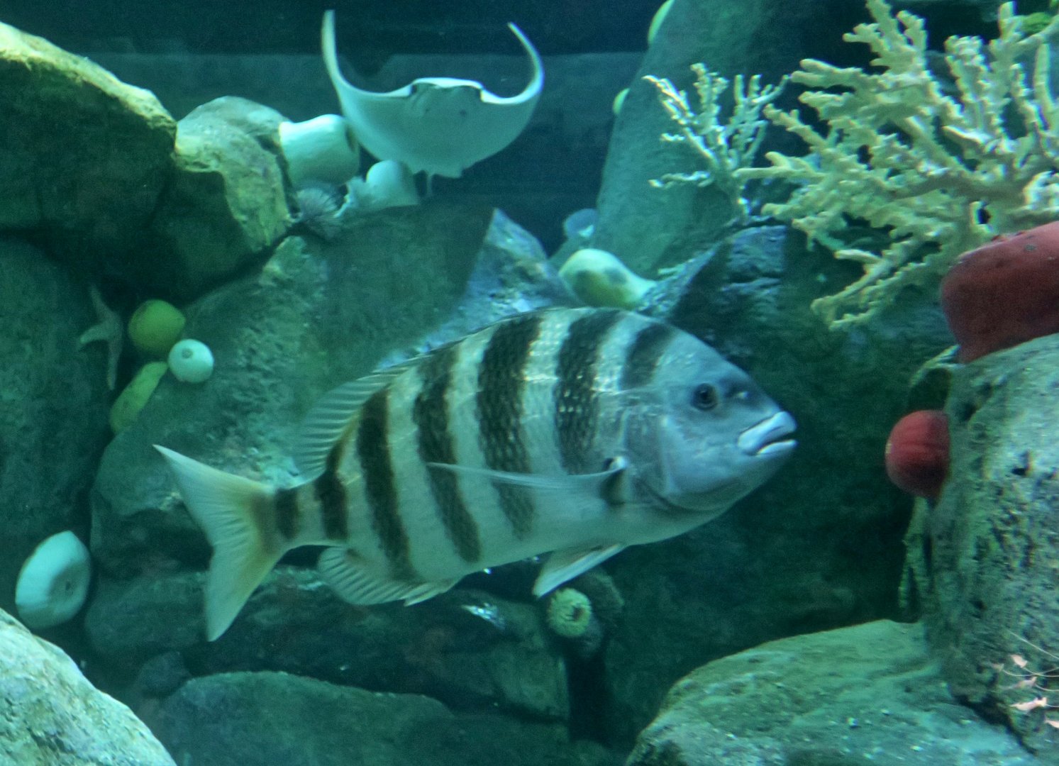 Sheepshead Sea Bream (Archosargus probatocephalus)