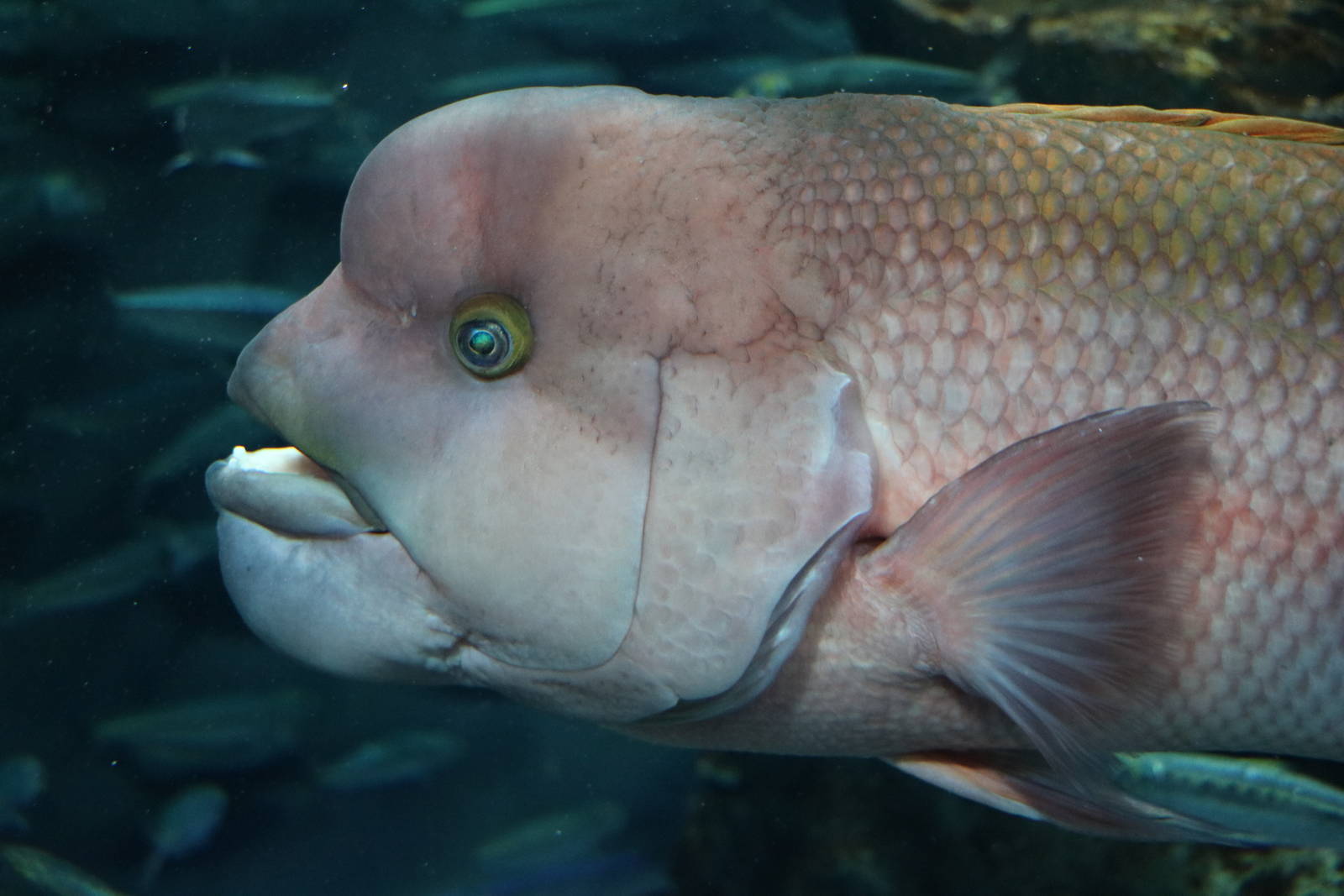 Sheepshead wrasse - Sunshine Aquarium Tokyo, February 2016
