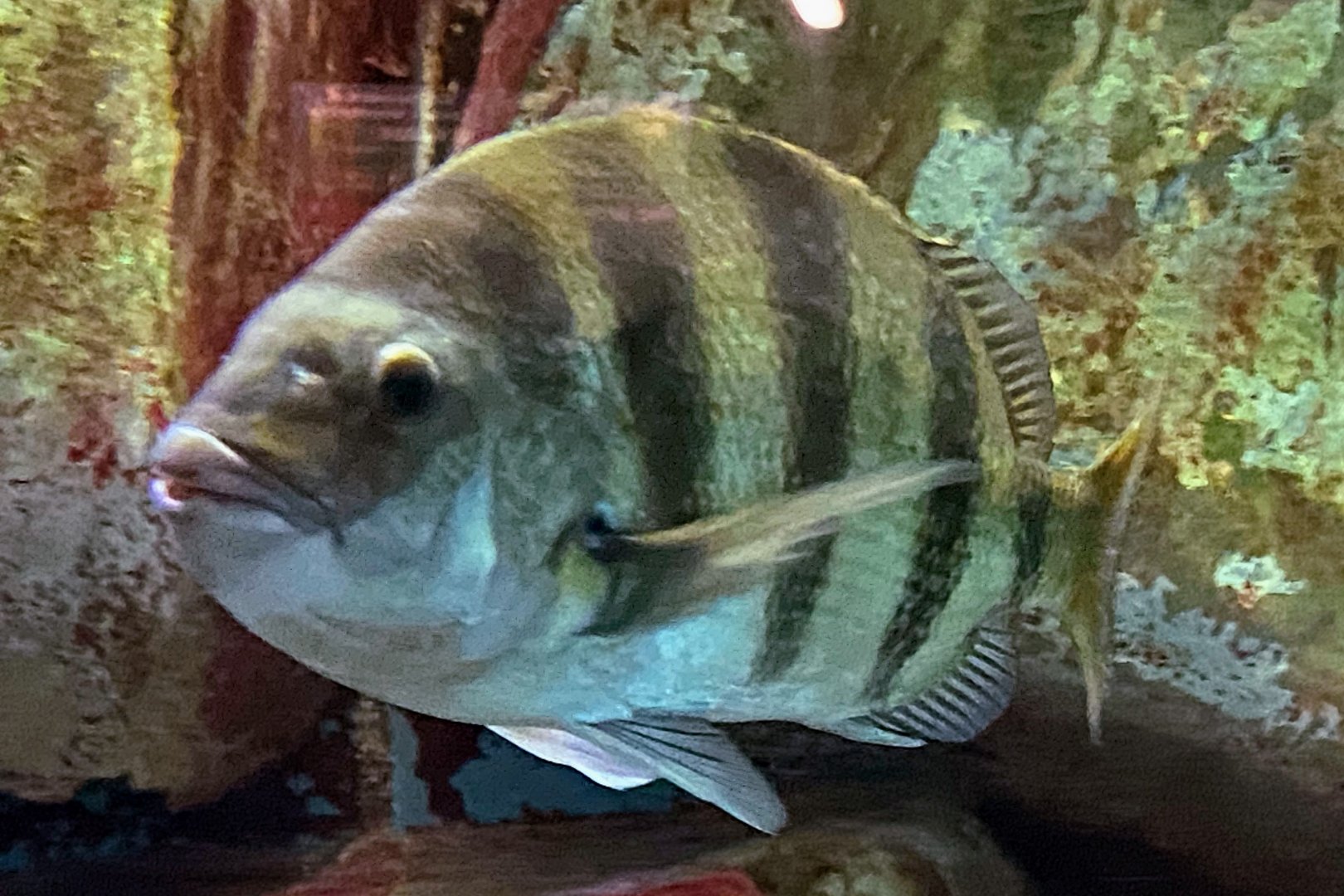 Sheepshead